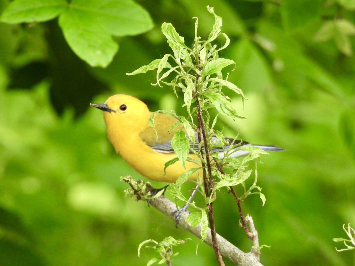Prothonotary Warbler - ML619239807