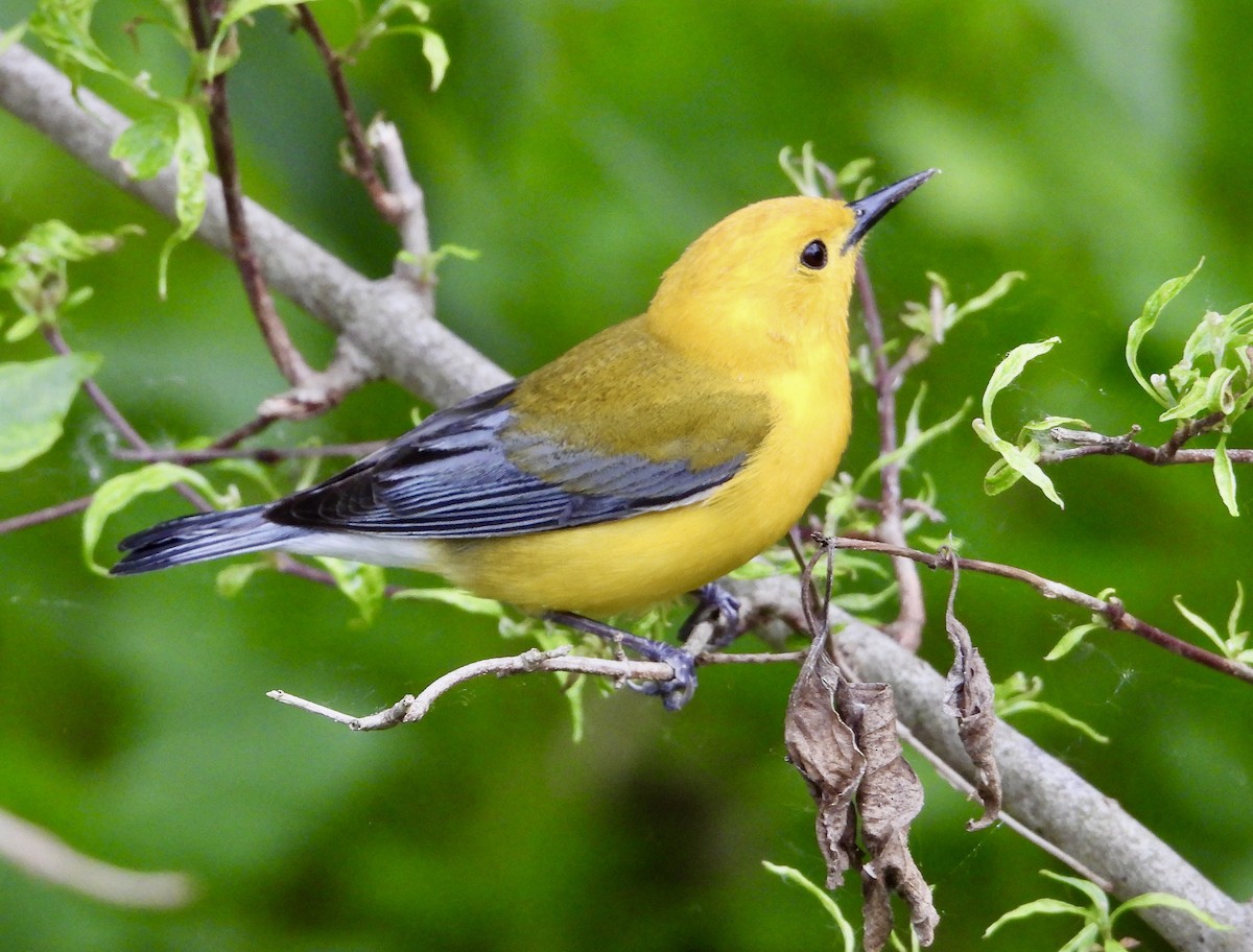 Prothonotary Warbler - ML619239808