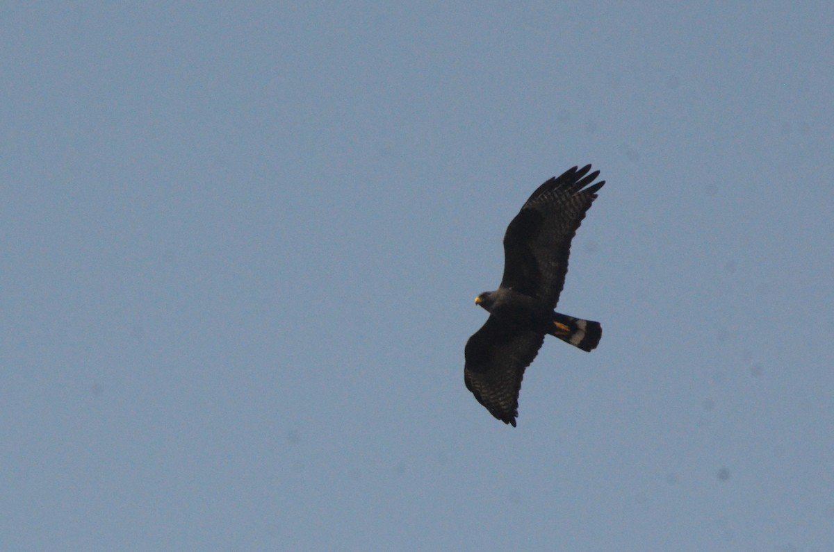 Zone-tailed Hawk - ML619239849