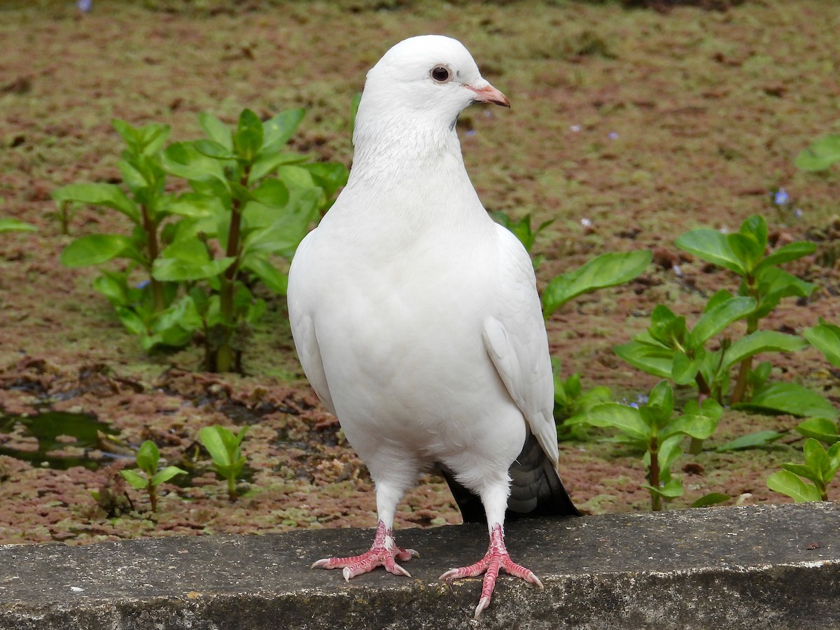 Rock Pigeon (Feral Pigeon) - ML619239887