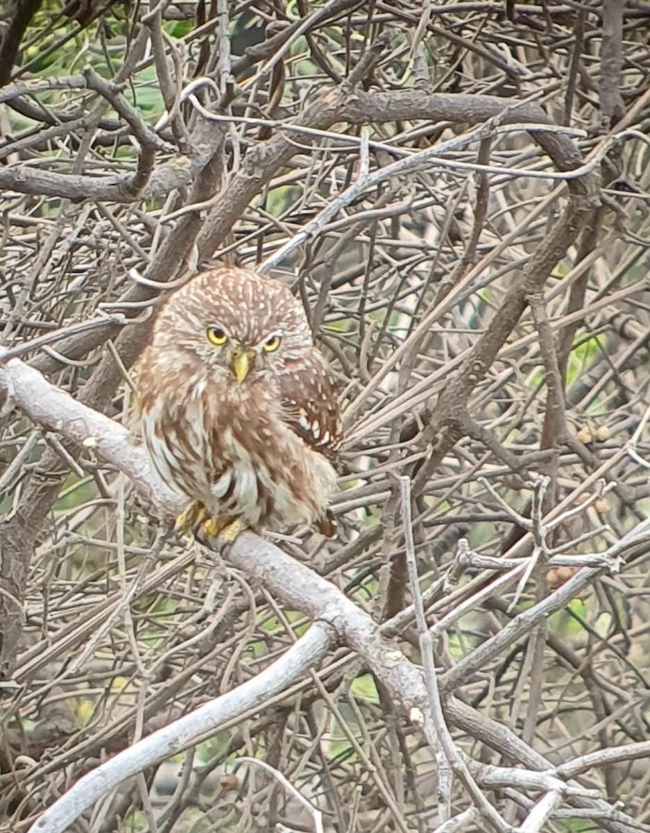 Peruvian Pygmy-Owl - ML619239988