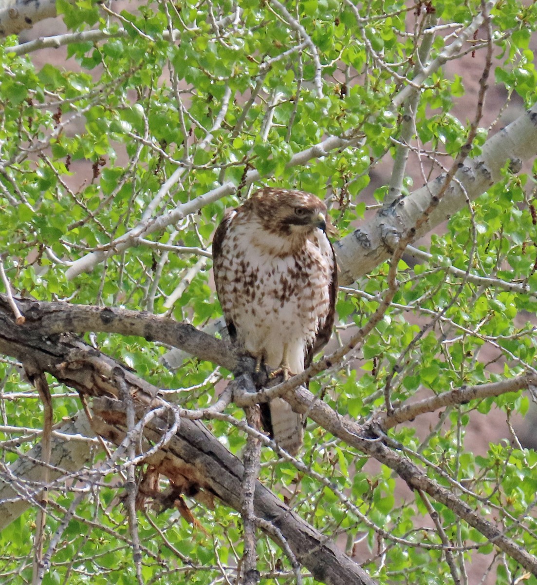 Red-tailed Hawk - ML619240044