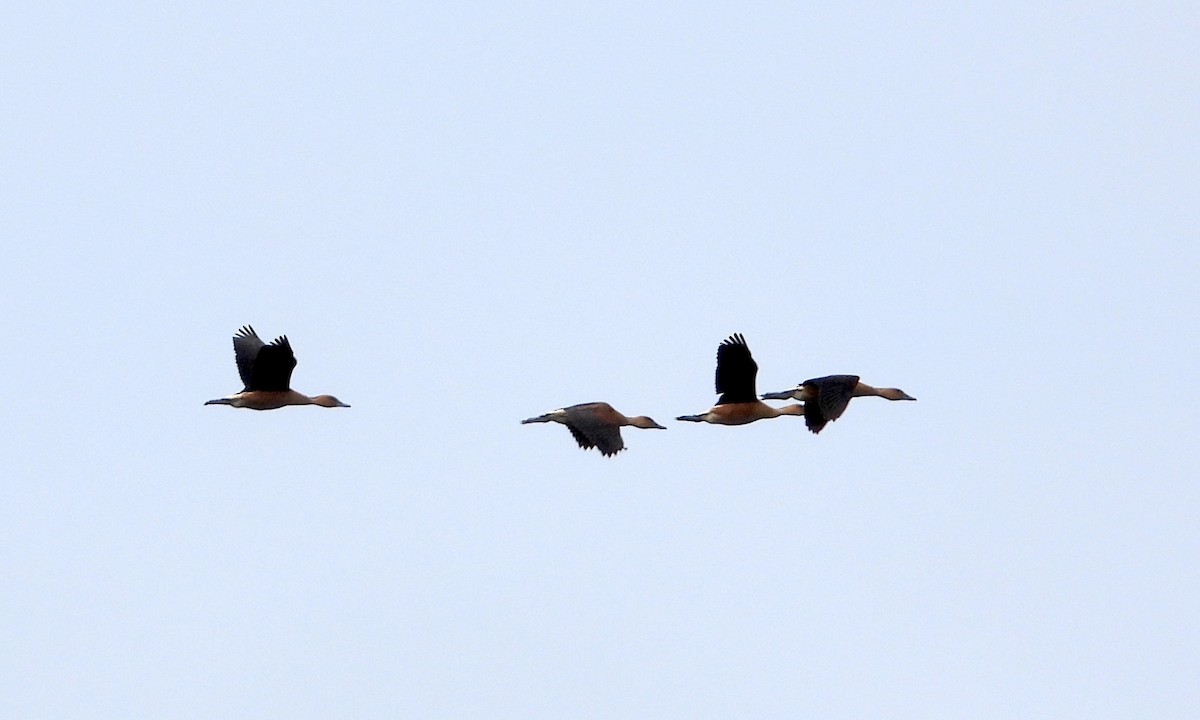 Fulvous Whistling-Duck - ML619240065