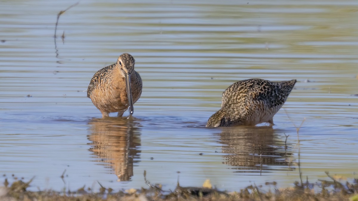 Long-billed Dowitcher - ML619240066