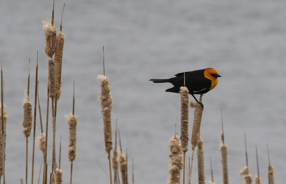 Yellow-headed Blackbird - ML619240071