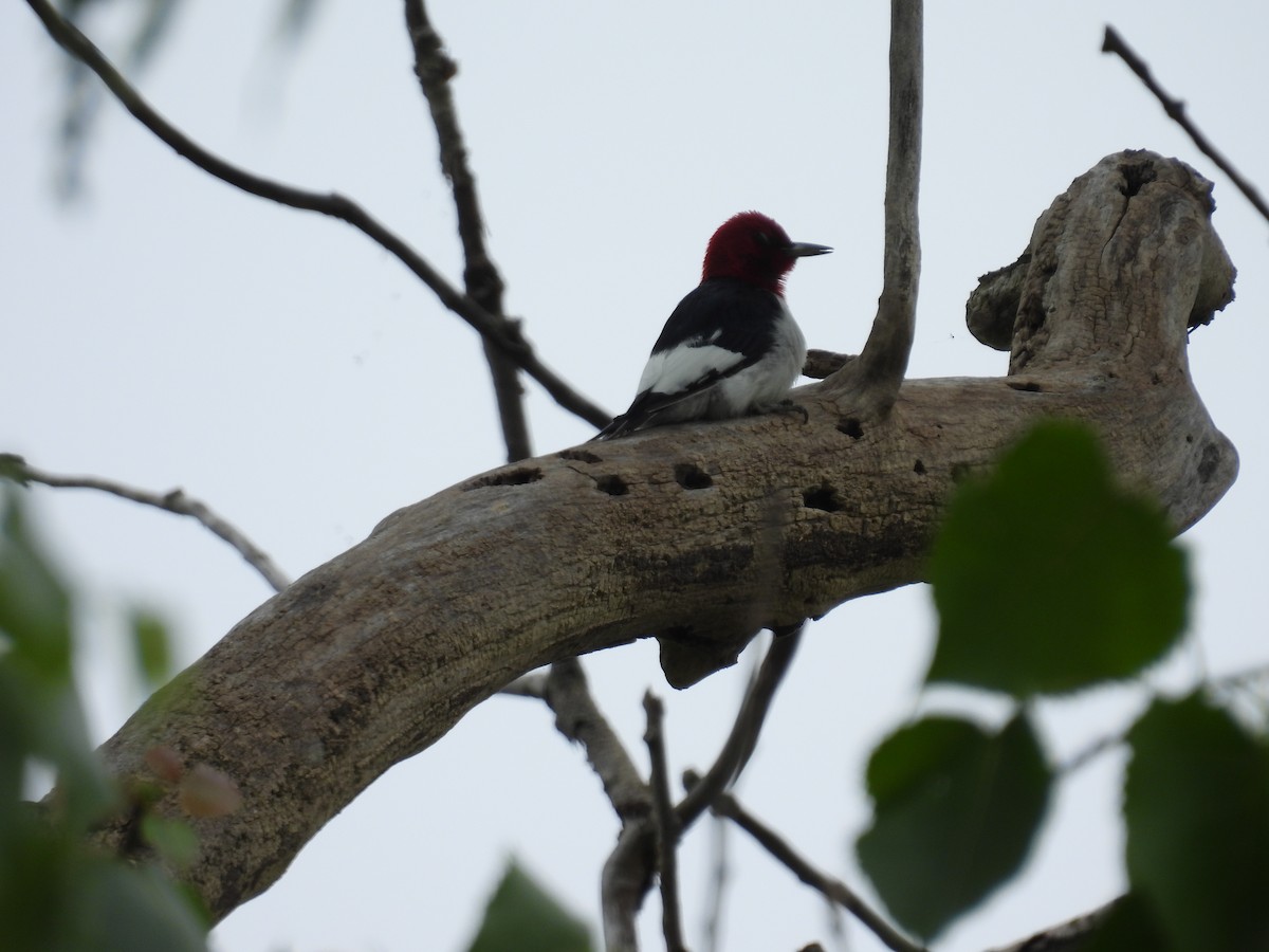 Red-headed Woodpecker - ML619240163