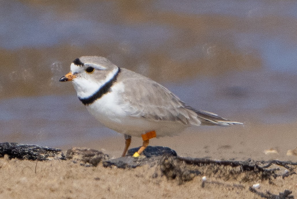 Piping Plover - ML619240164