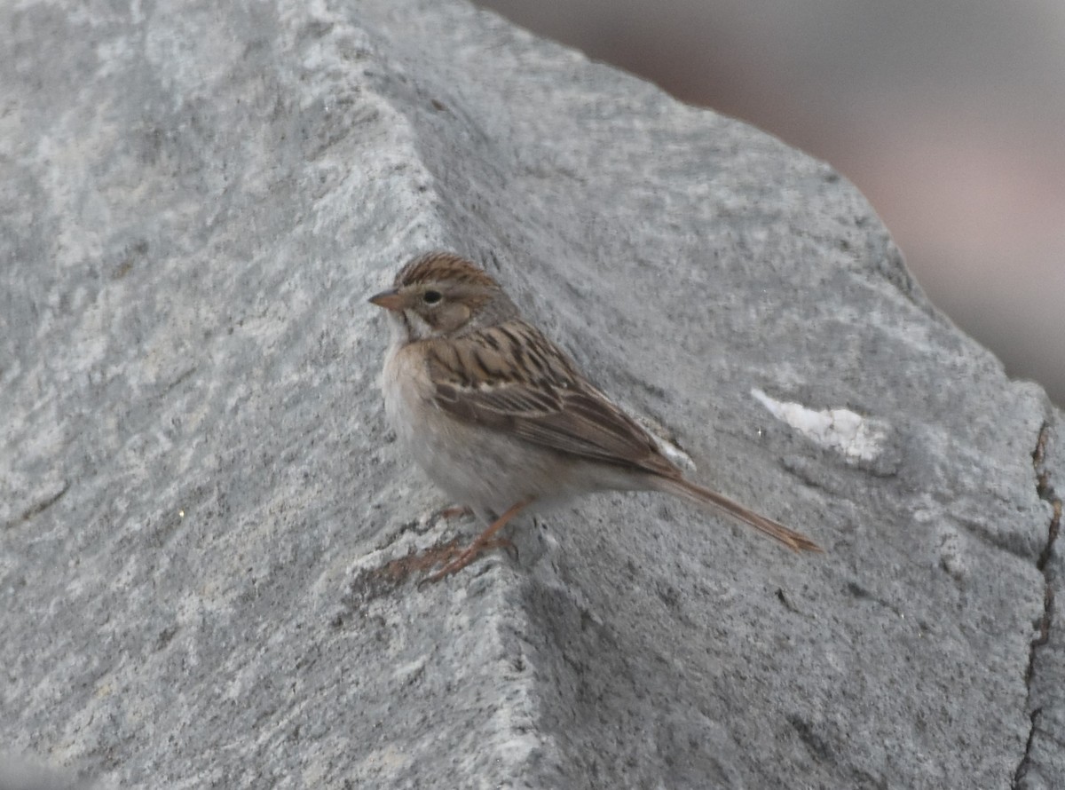 Clay-colored Sparrow - ML619240171