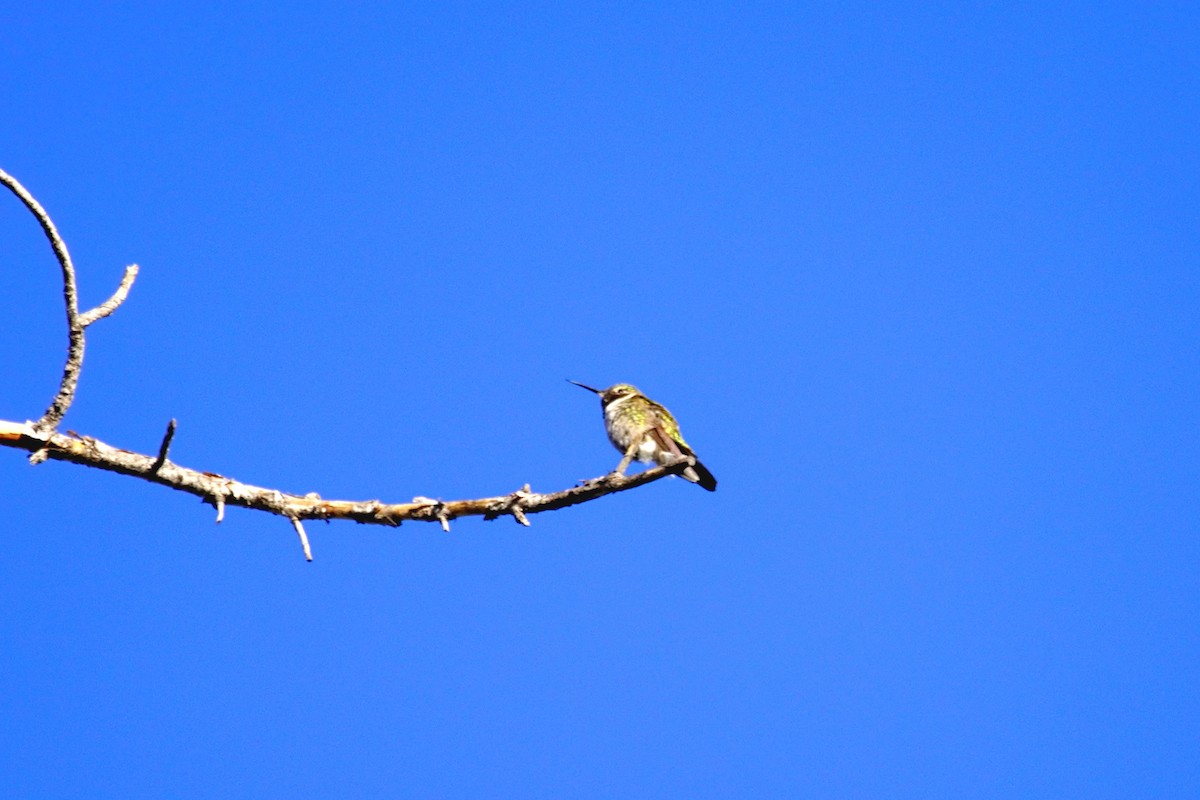 Broad-tailed Hummingbird - ML619240224