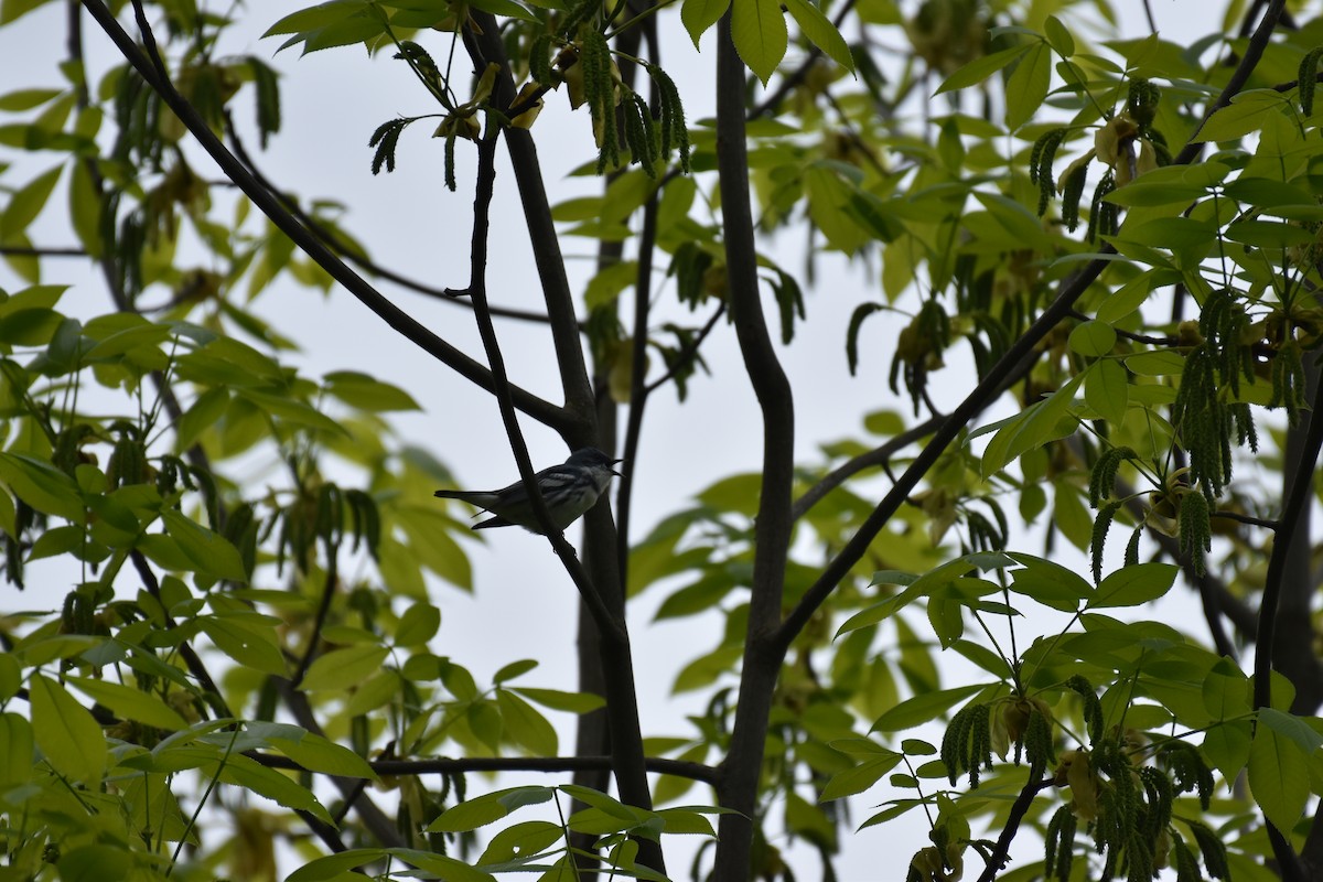 Cerulean Warbler - ML619240236
