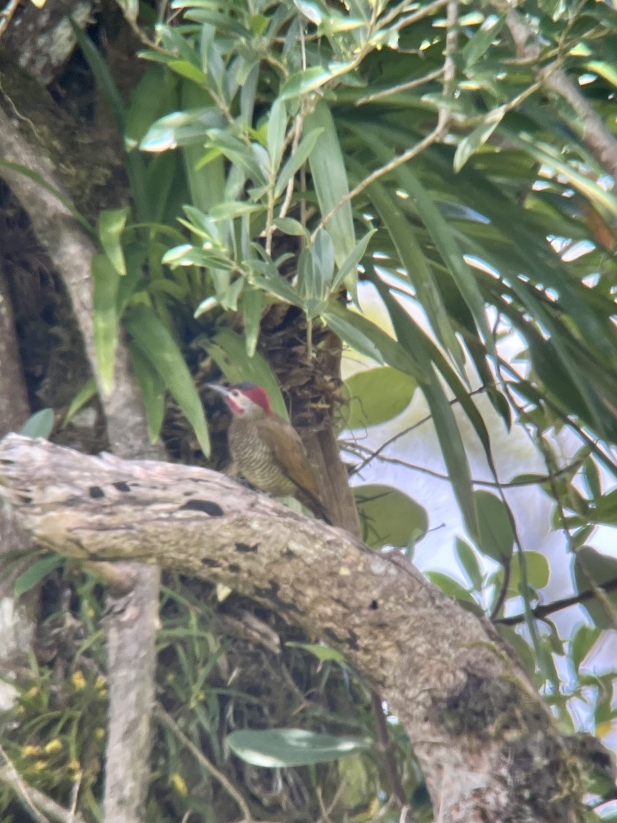 Golden-olive Woodpecker - ML619240251