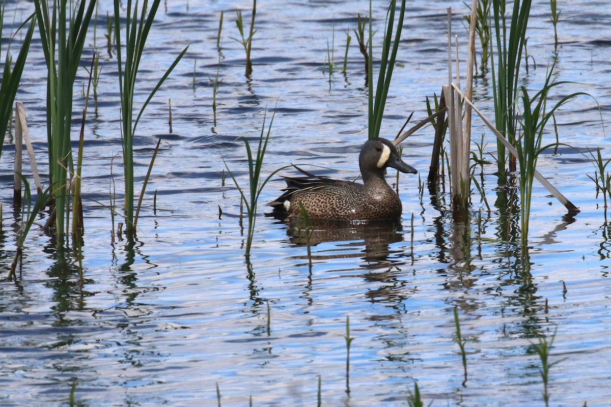 Blue-winged Teal - ML619240260
