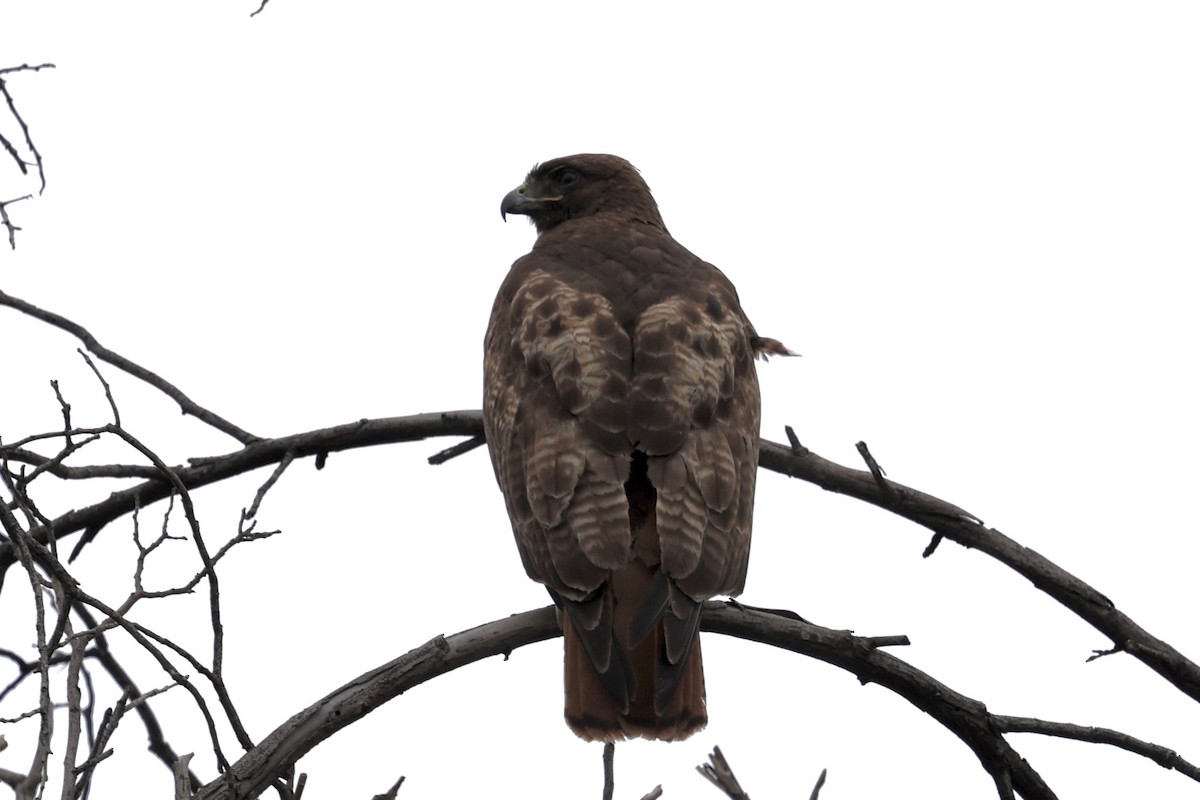 Red-tailed Hawk (calurus/alascensis) - ML619240287