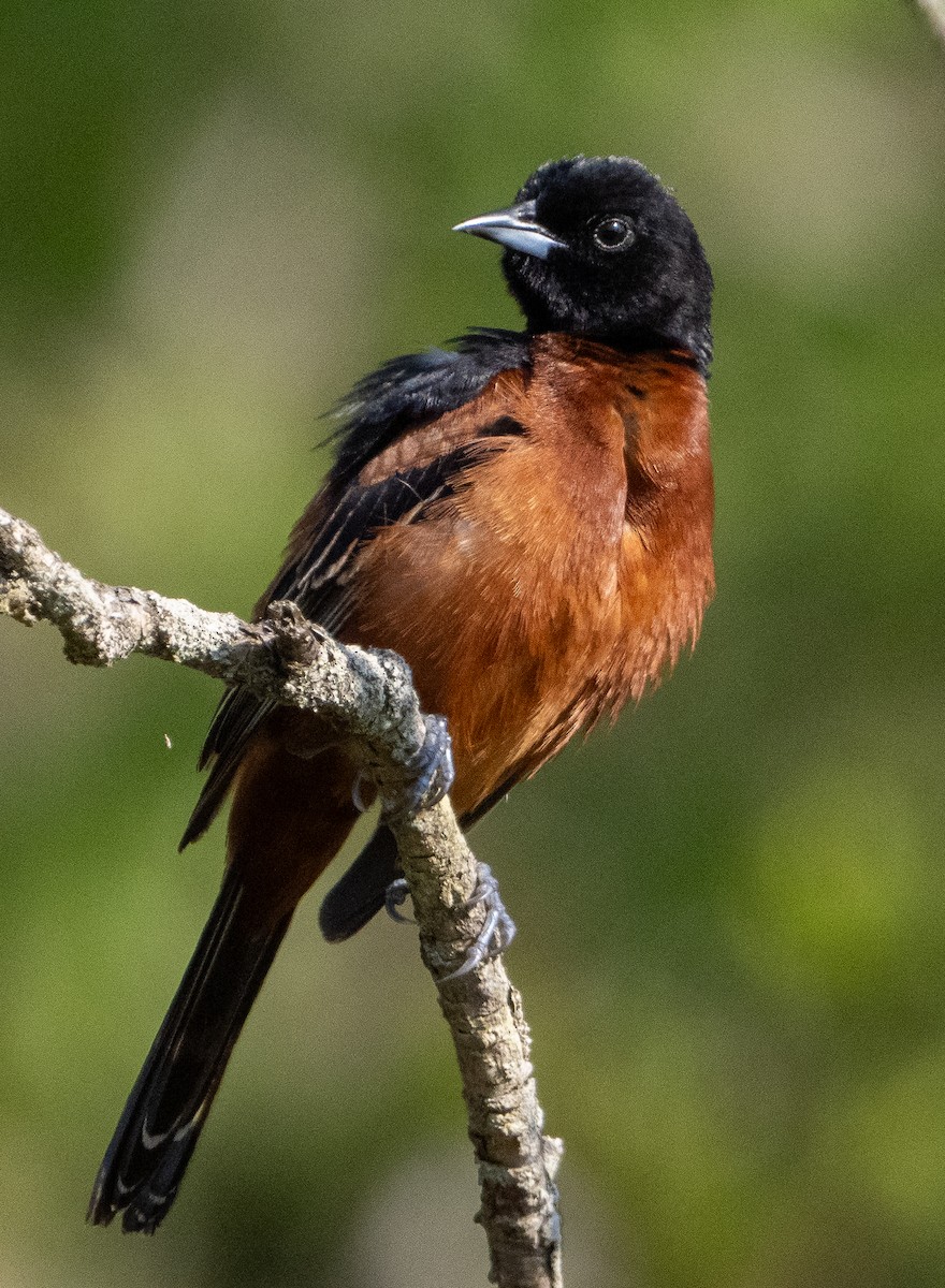 Orchard Oriole - ML619240318