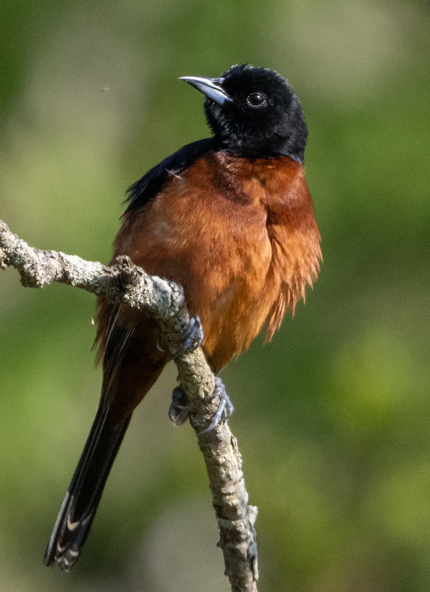 Orchard Oriole - ML619240326