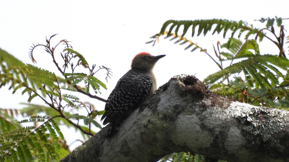 Red-crowned Woodpecker - ML619240338