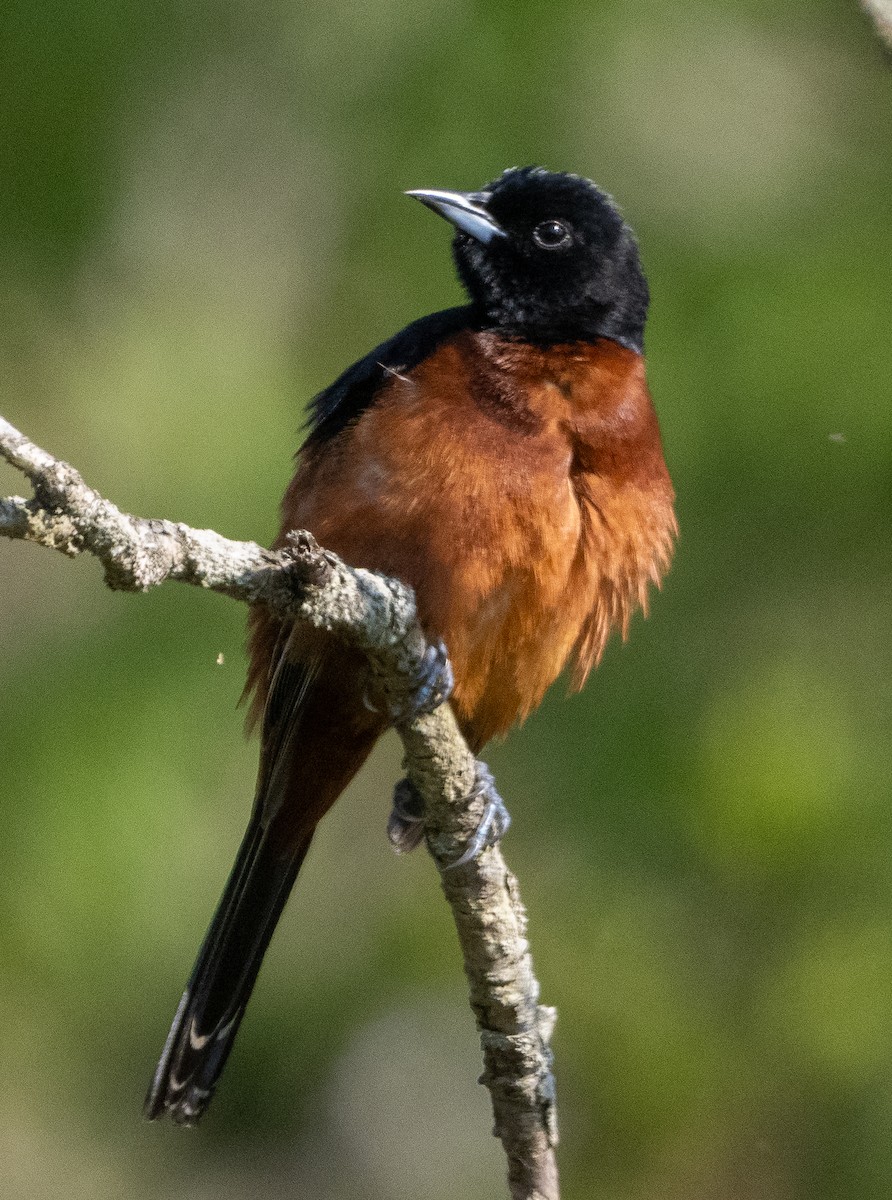 Orchard Oriole - ML619240339