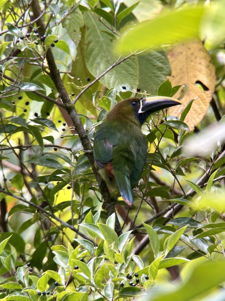 Northern Emerald-Toucanet (Blue-throated) - ML619240345