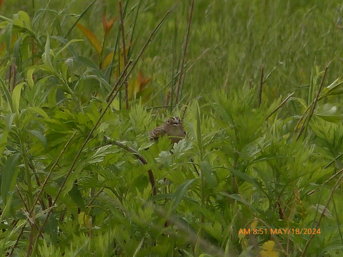 Grasshopper Sparrow - ML619240398