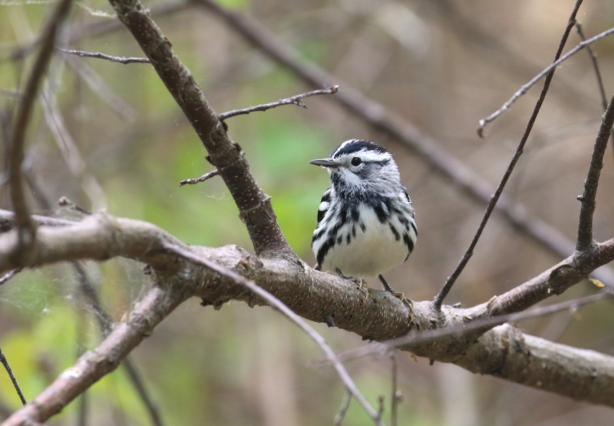 Black-and-white Warbler - ML619240433