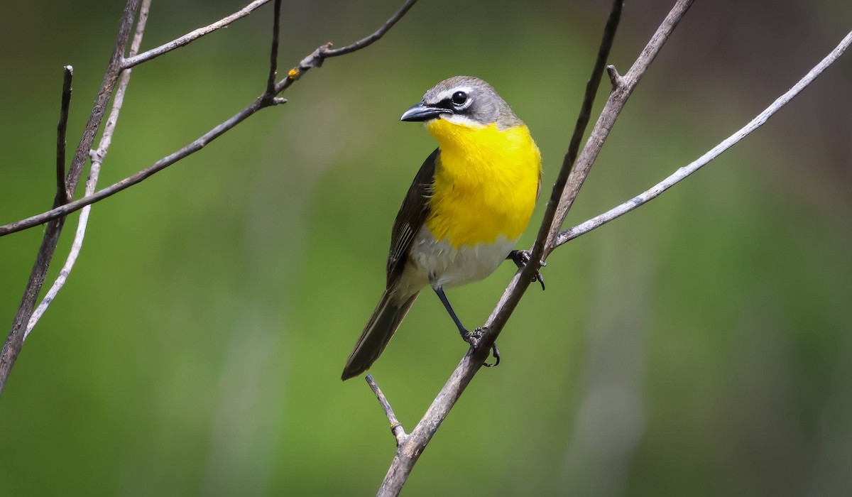 Yellow-breasted Chat - ML619240454