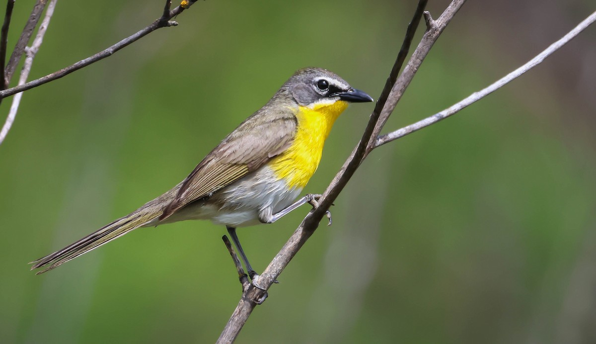 Yellow-breasted Chat - ML619240457