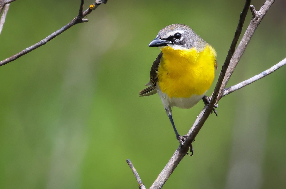Yellow-breasted Chat - ML619240463