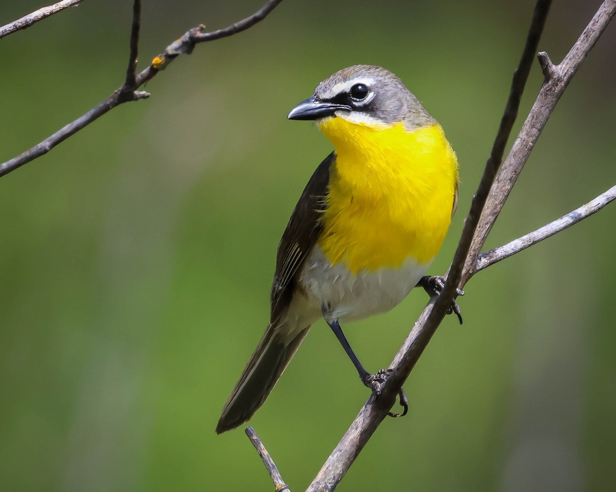 Yellow-breasted Chat - ML619240467