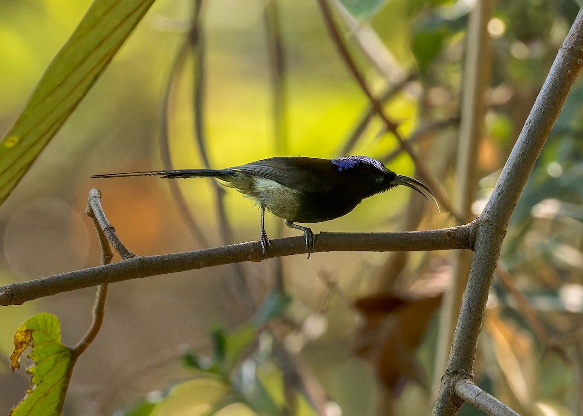Black-throated Sunbird - ML619240489