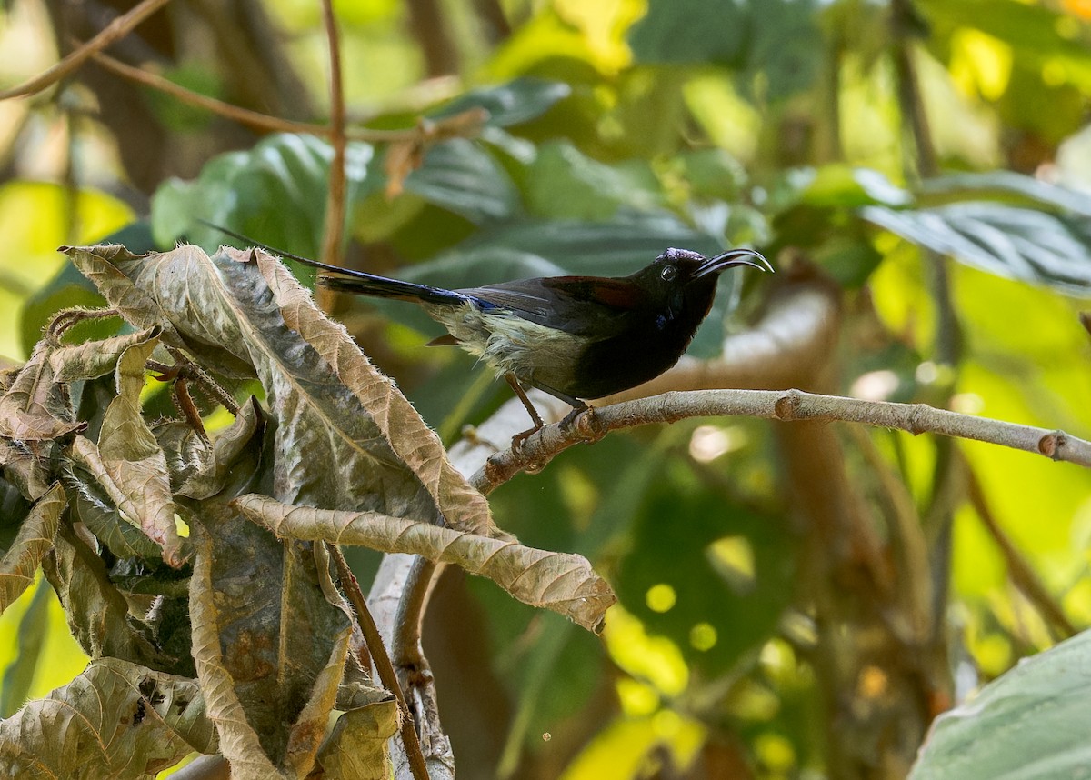 Black-throated Sunbird - ML619240490