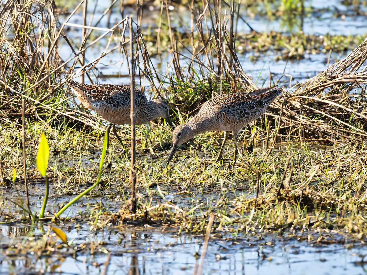 Long-billed Dowitcher - ML619240521