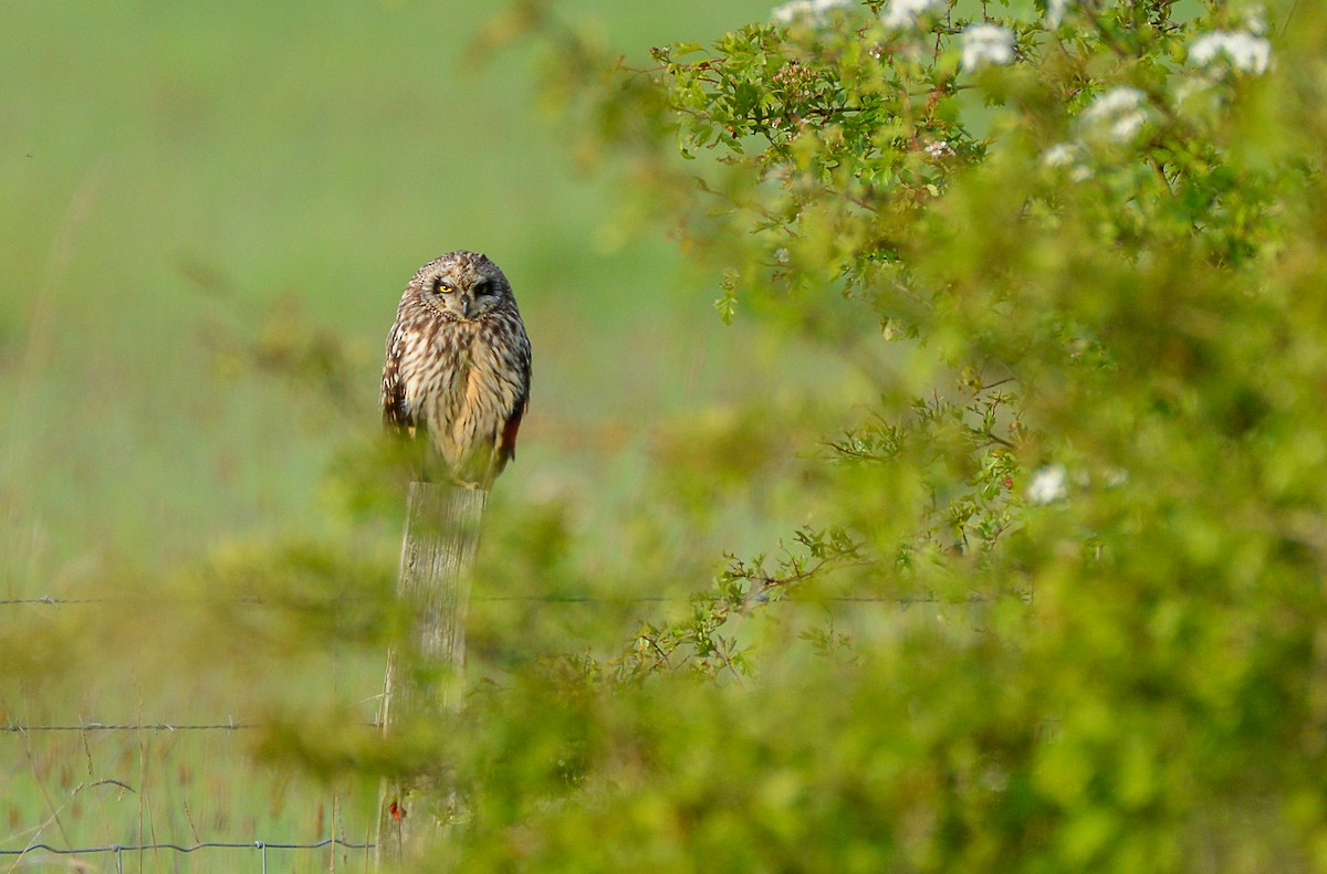 Short-eared Owl - ML619240523