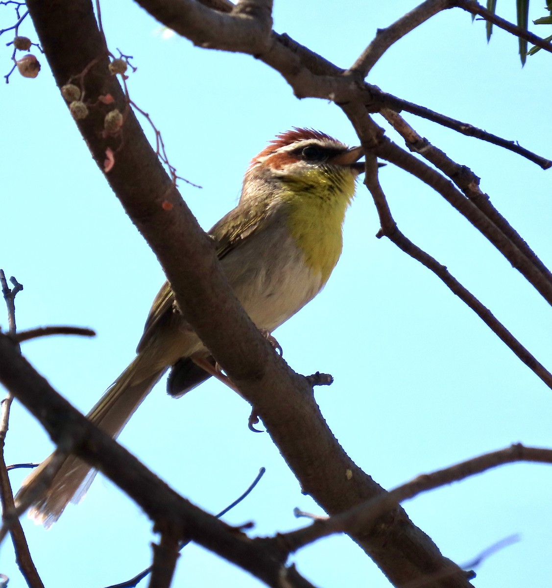 Rufous-capped Warbler - ML619240530