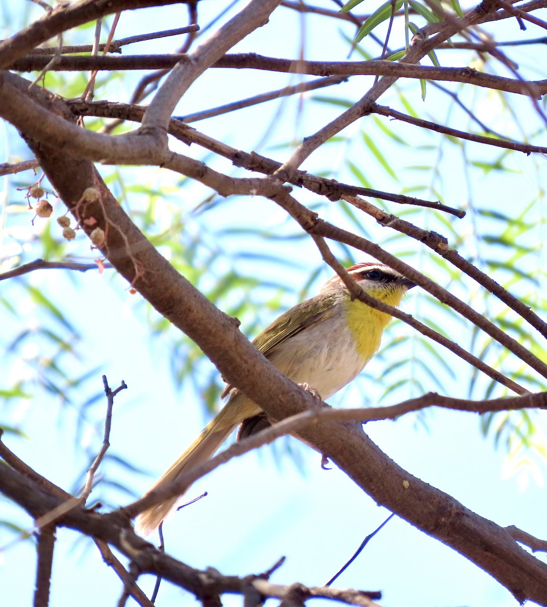 Rufous-capped Warbler - ML619240531