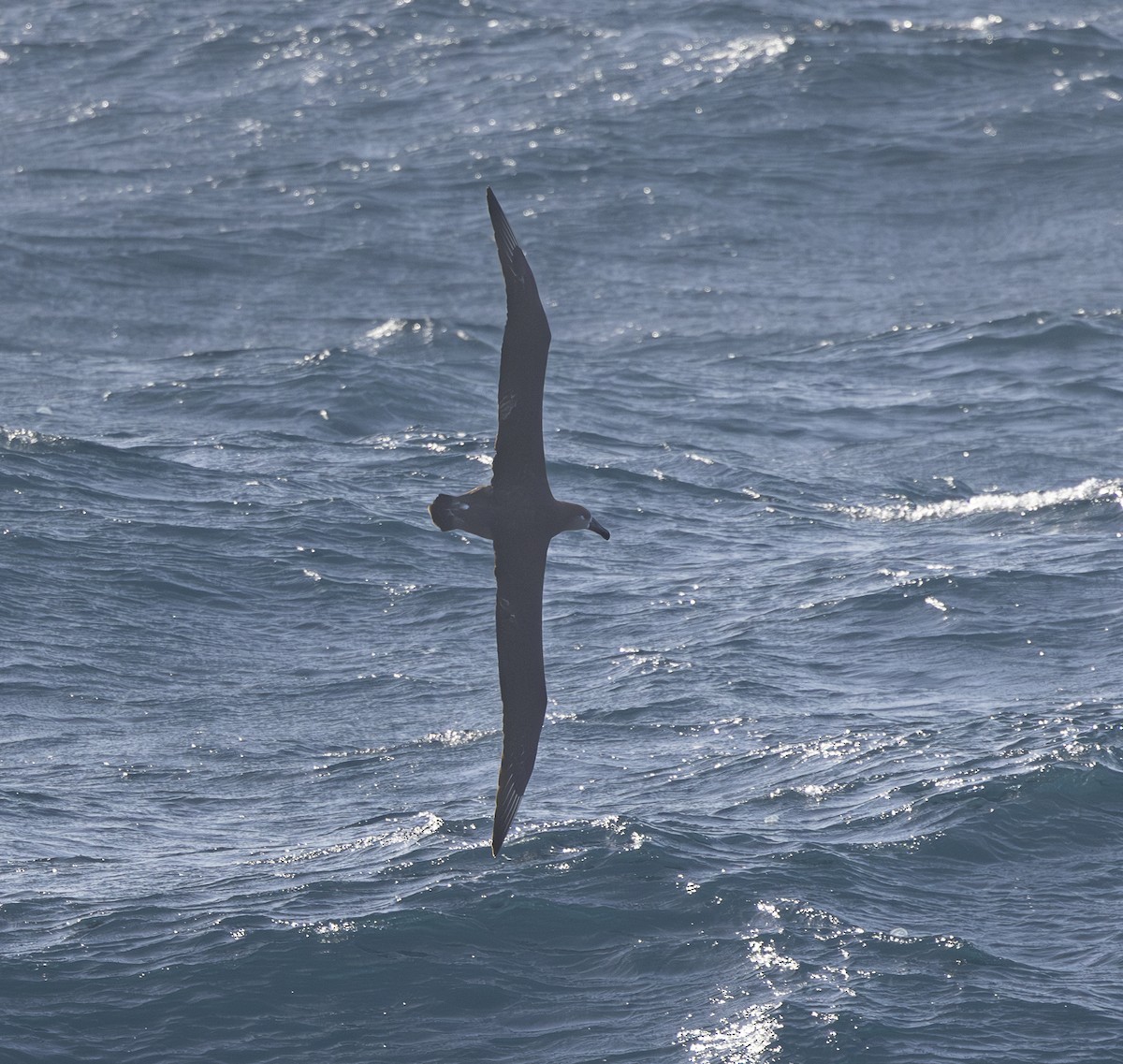 albatros černonohý - ML619240563