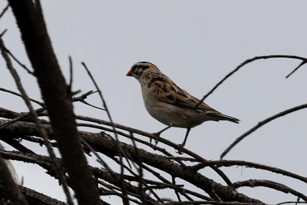 Pin-tailed Whydah - ML619240609