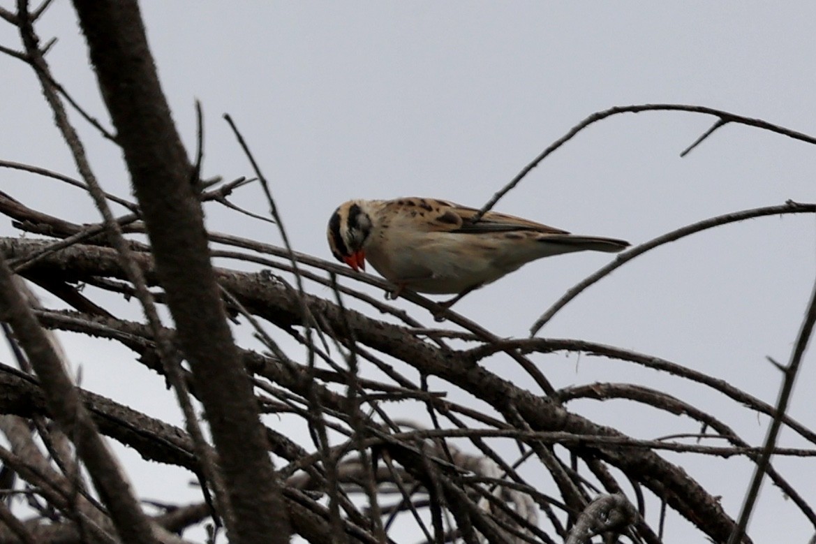 Pin-tailed Whydah - ML619240610