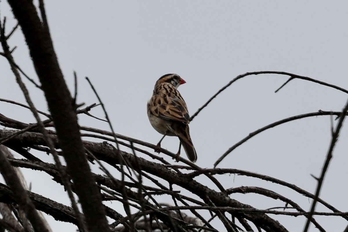 Pin-tailed Whydah - ML619240611