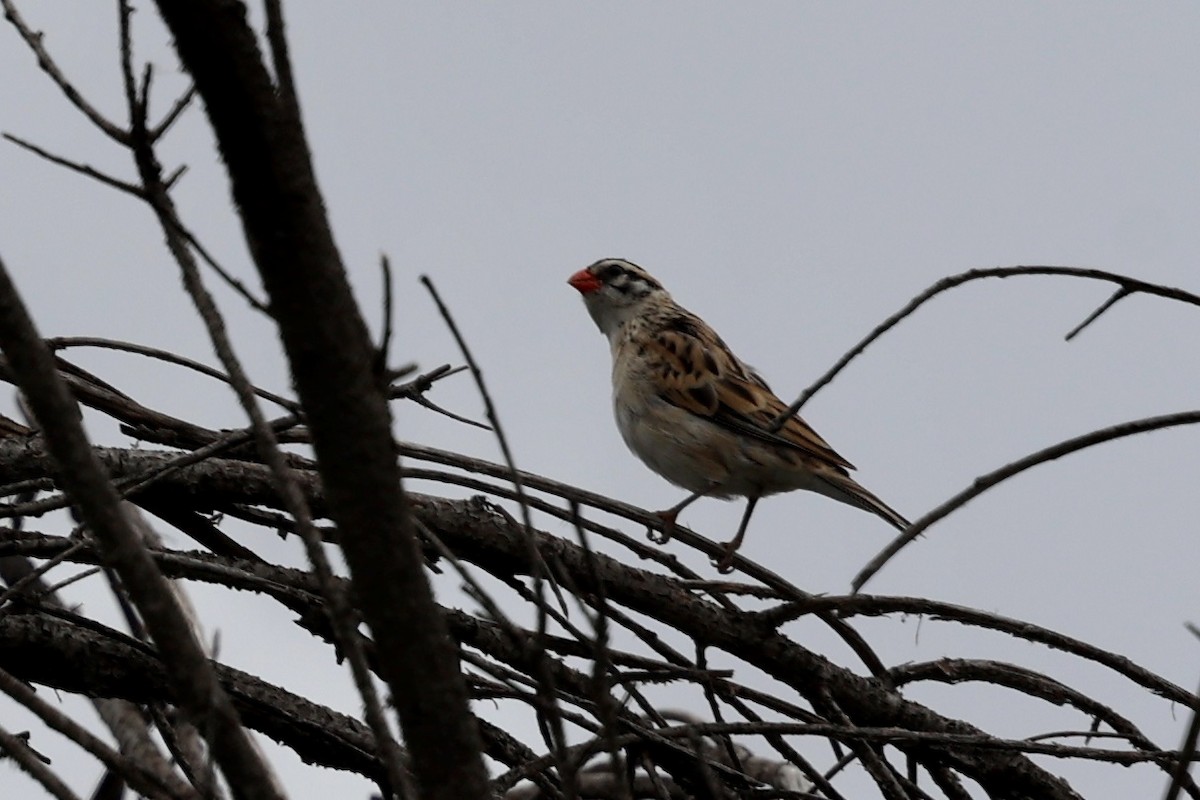 Pin-tailed Whydah - ML619240612