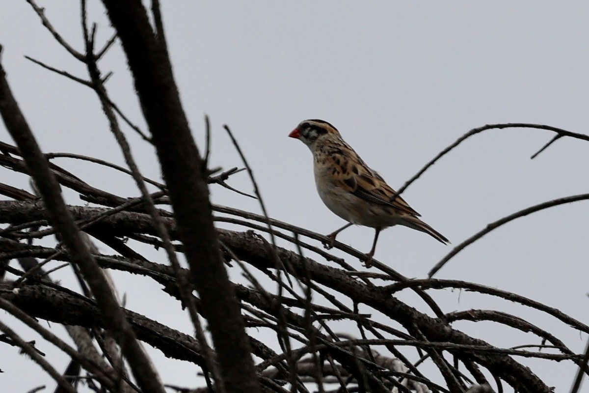 Pin-tailed Whydah - ML619240613