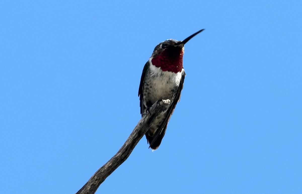 Geniş Kuyruklu Kolibri - ML619240696