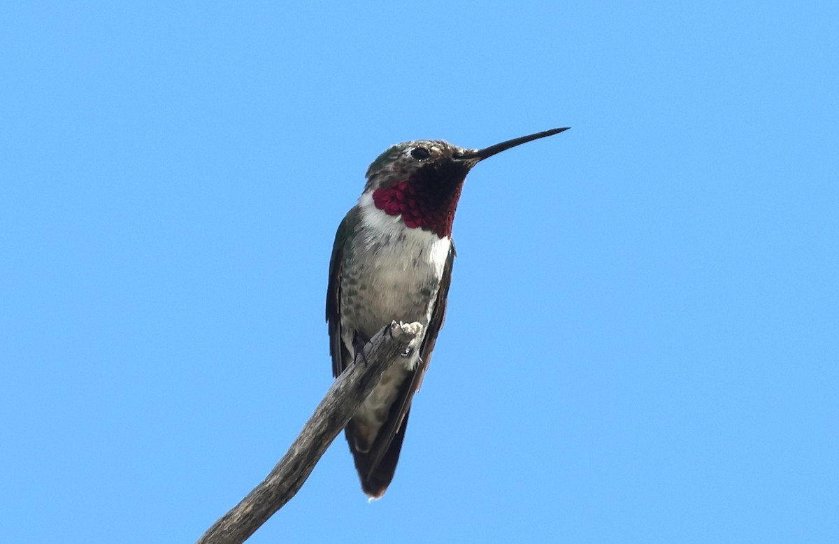 Broad-tailed Hummingbird - ML619240718