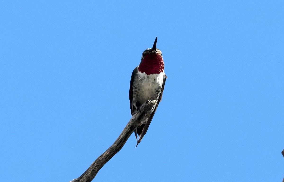 Broad-tailed Hummingbird - ML619240745