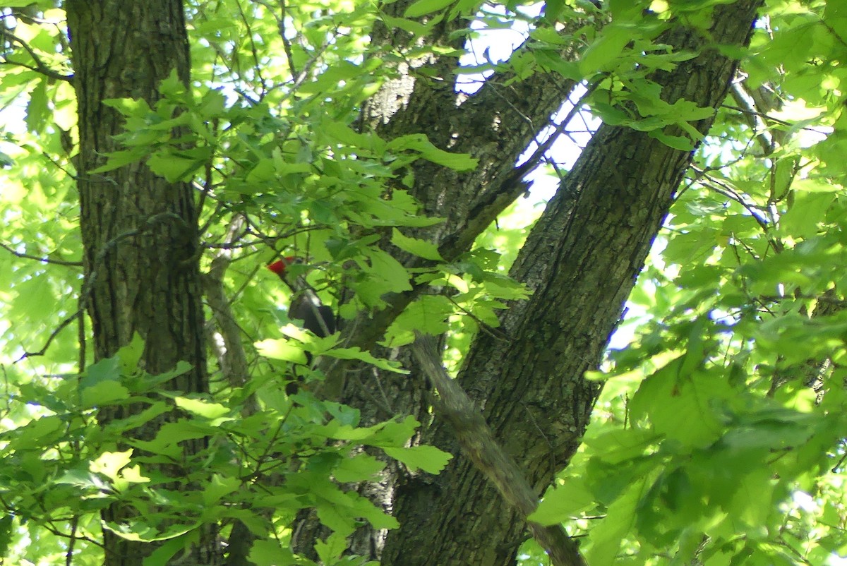 Pileated Woodpecker - ML619240746