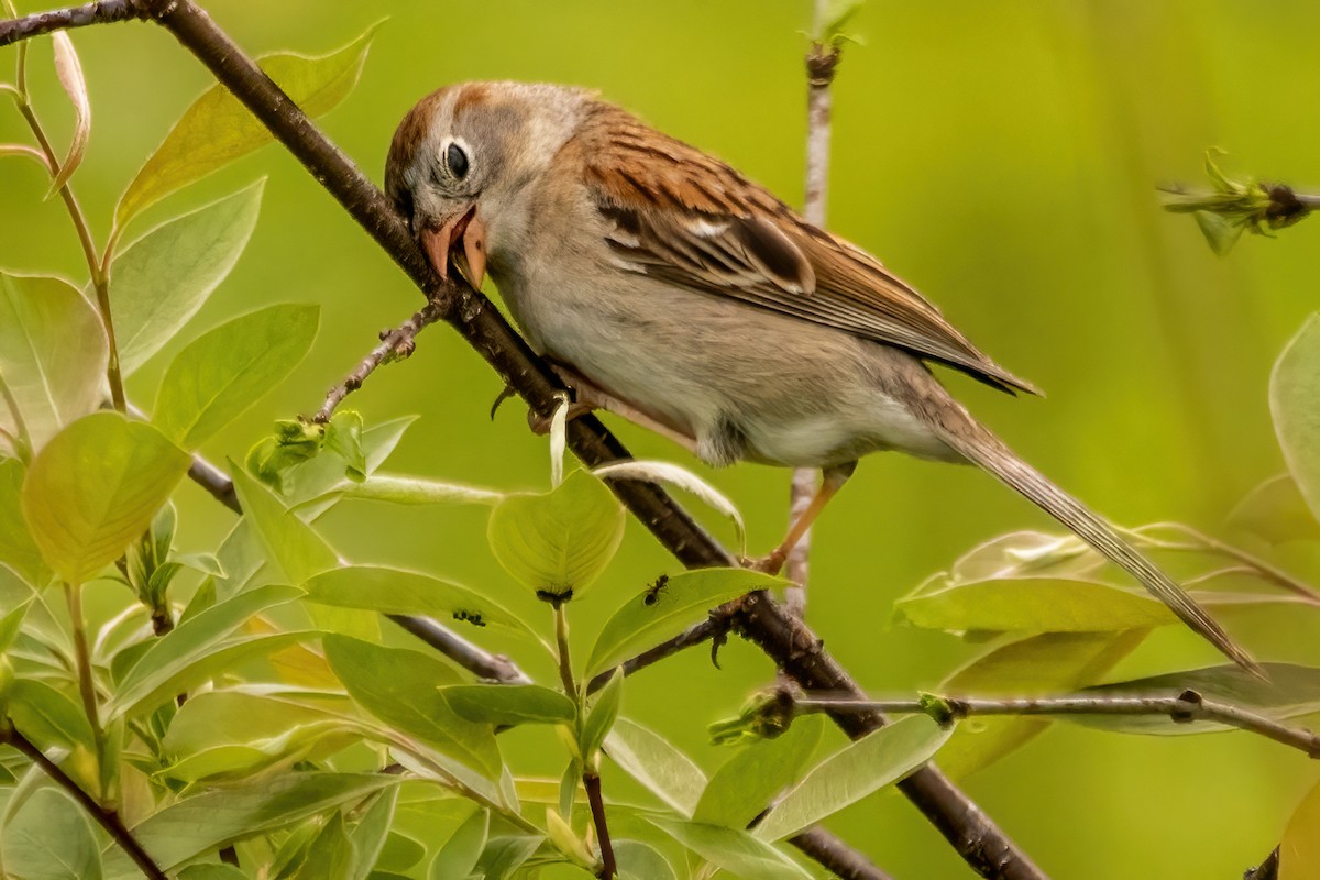 Field Sparrow - ML619240817