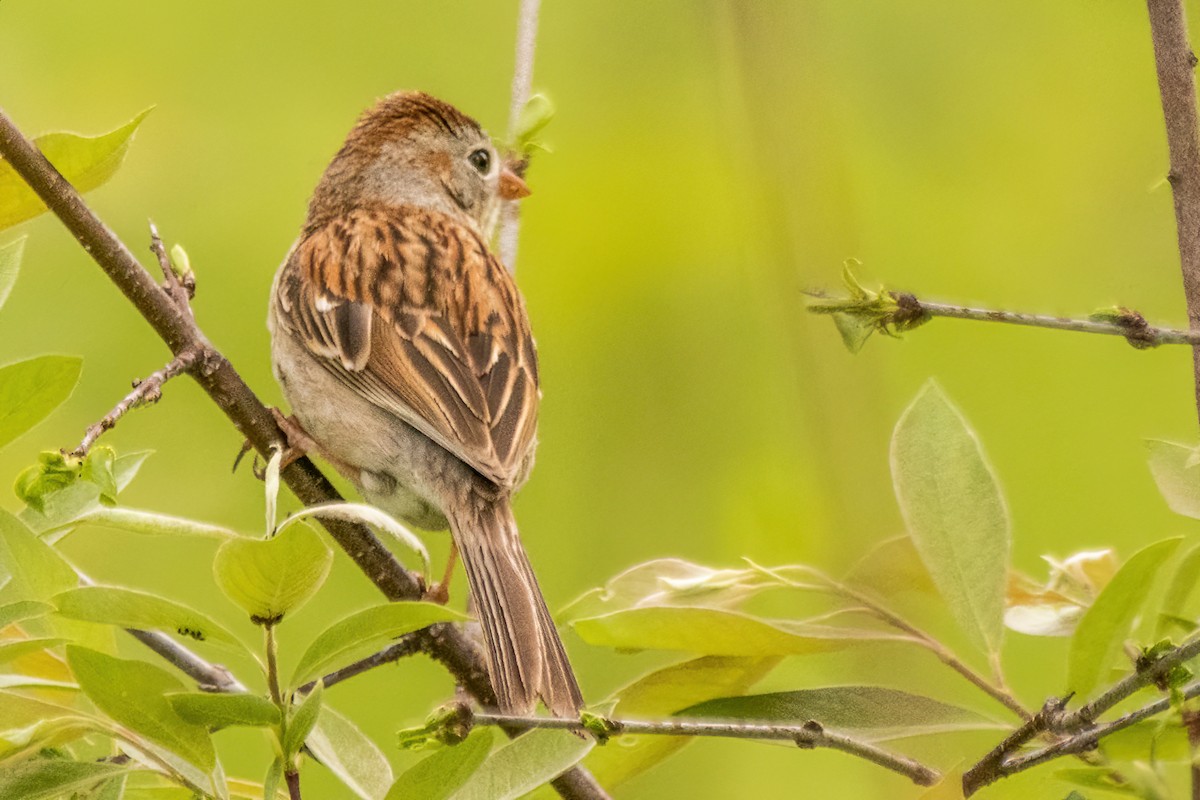 Field Sparrow - ML619240818
