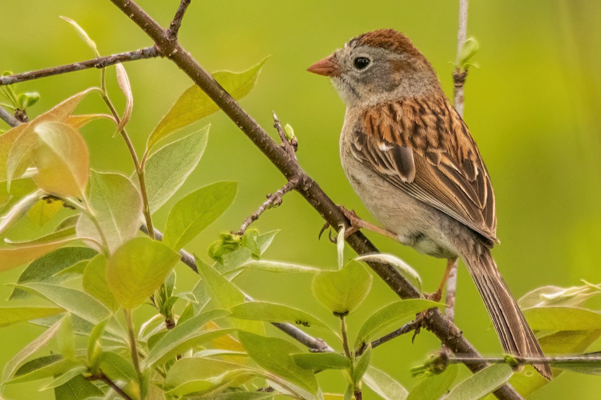 Field Sparrow - ML619240820