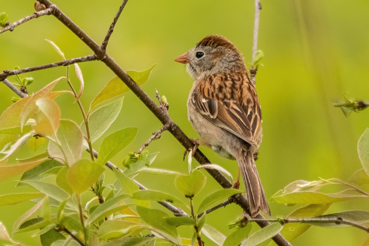Field Sparrow - ML619240821