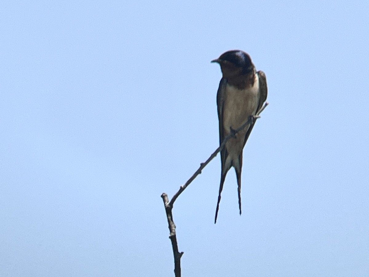 Barn Swallow - ML619240822