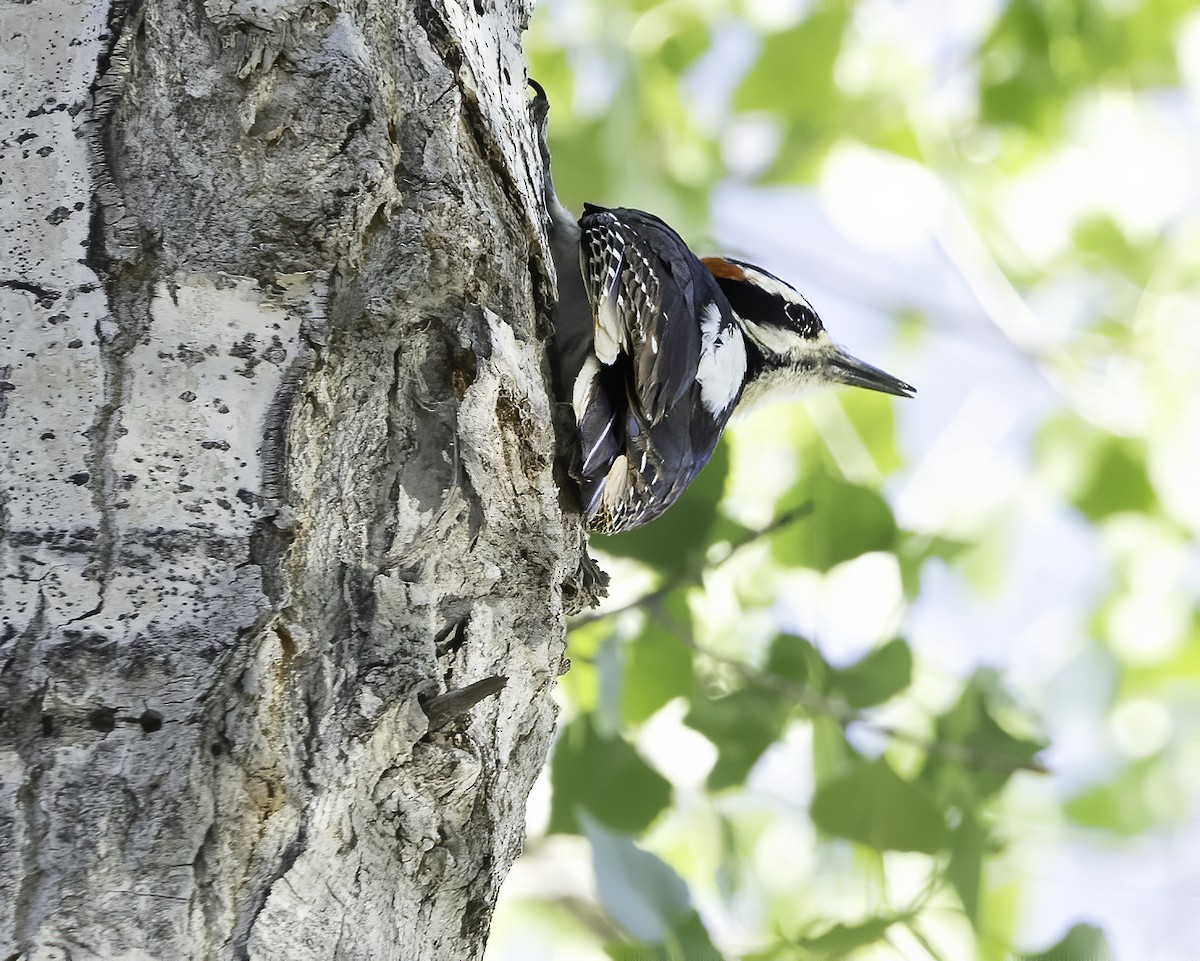 Hairy Woodpecker - ML619240828